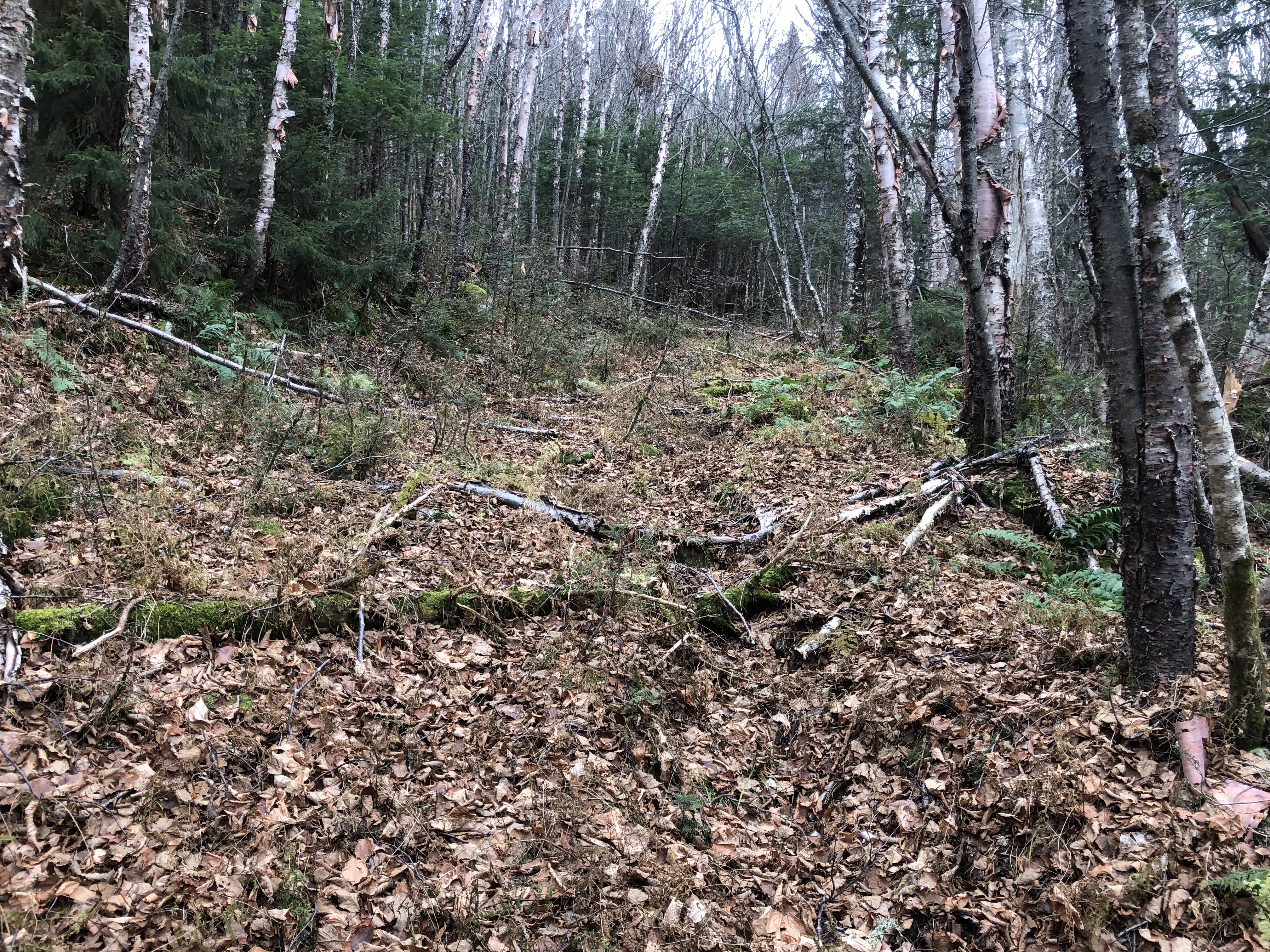 Old logging road.